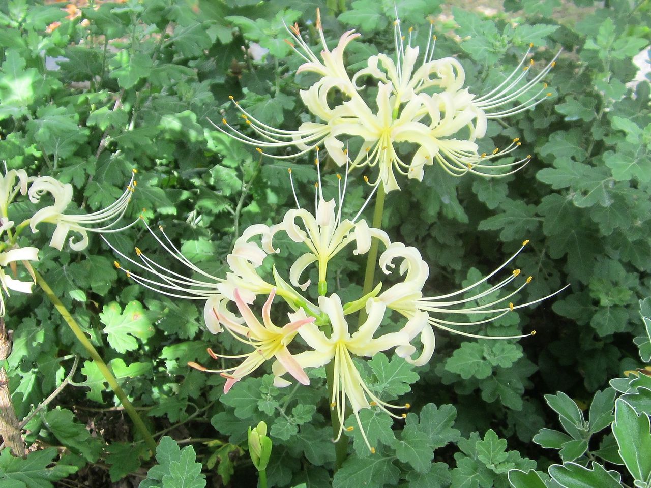 9月 秋の花の名前を漢字で紹介 遊太郎窯のぽつぽつ日記