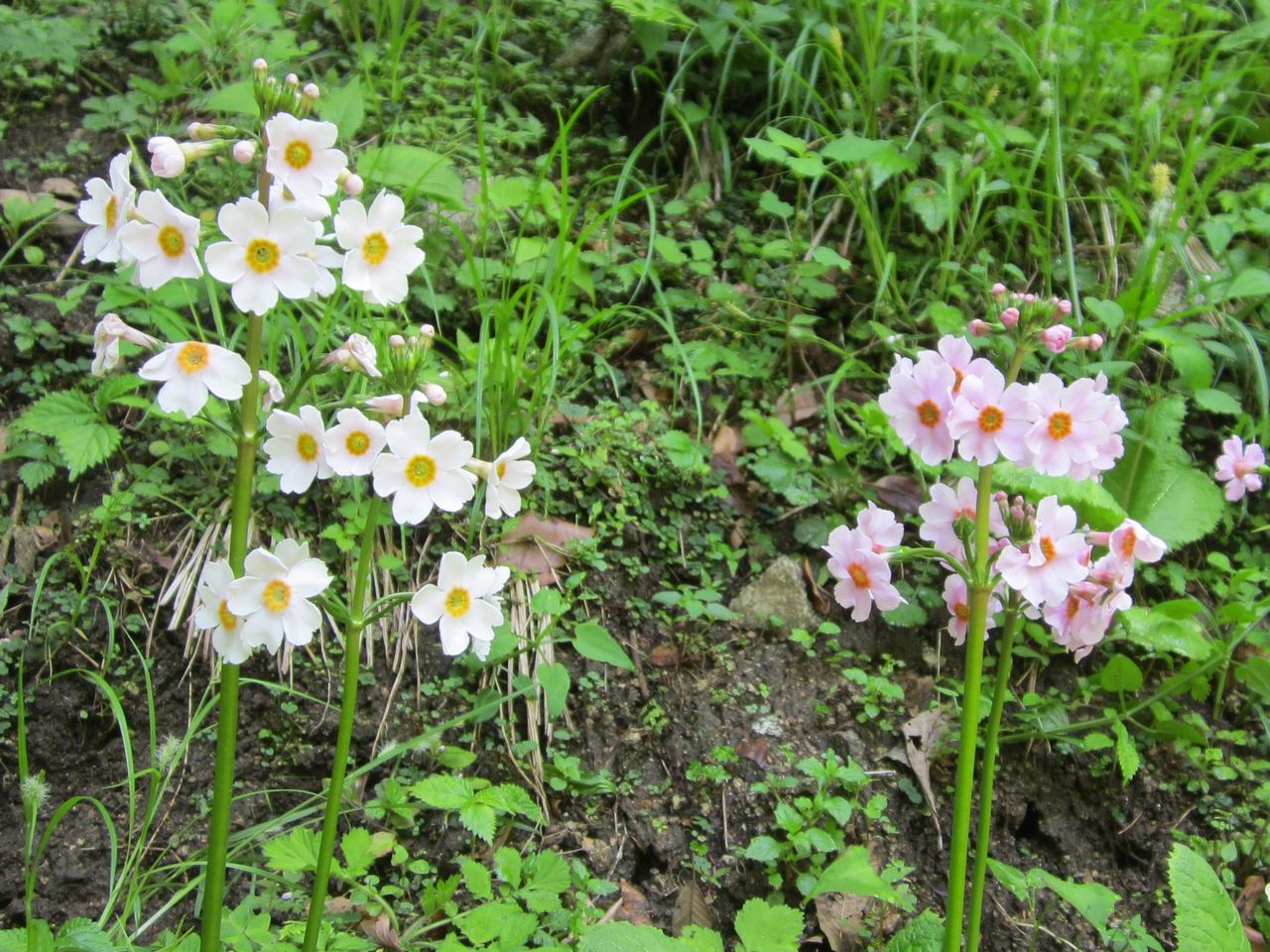 ５月末 花の金剛山 今回はクリンソウ 遊太郎窯のぽつぽつ日記