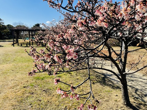 1月30日②