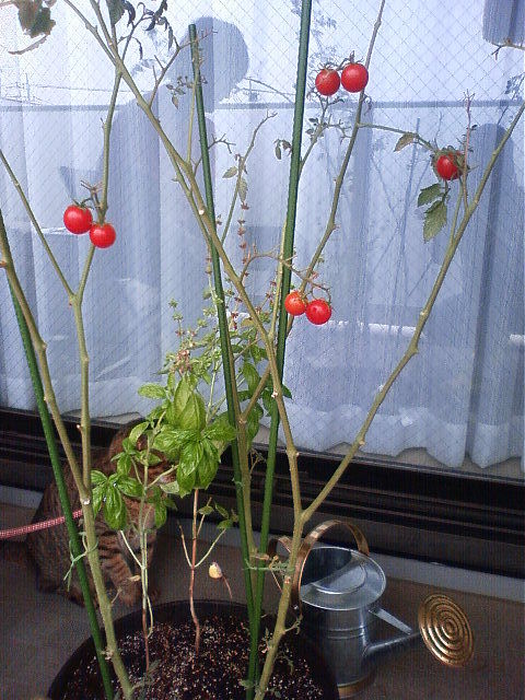 おのぼり主婦の東方見聞録