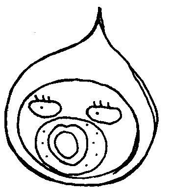 おのぼり主婦の東方見聞録