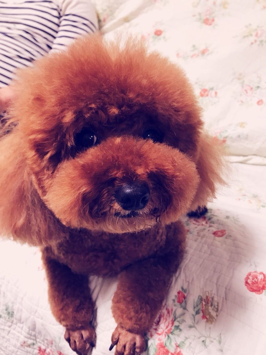 アフロ犬 思いのままに アフロ犬 思いのままに