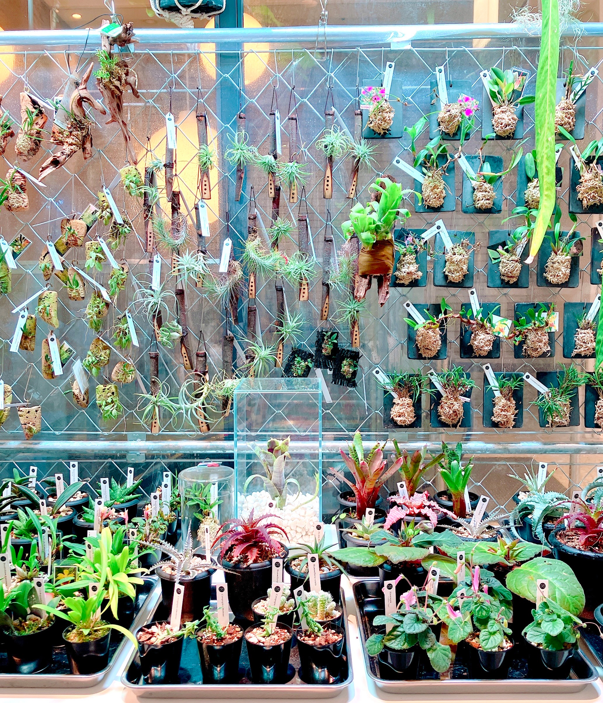 TOKYU PLAZA GINZAの中にあるADA LABは、ガラスケースとLEDで植物を
