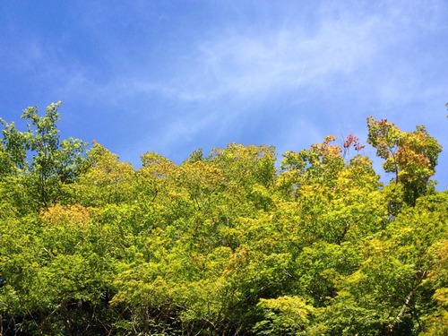 11694820_476371239198829_1221719542727662895_n