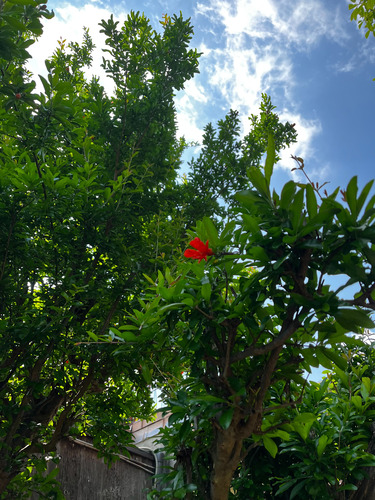 S__41533448
