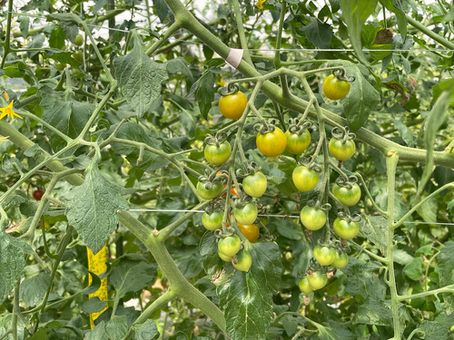 S__34684936