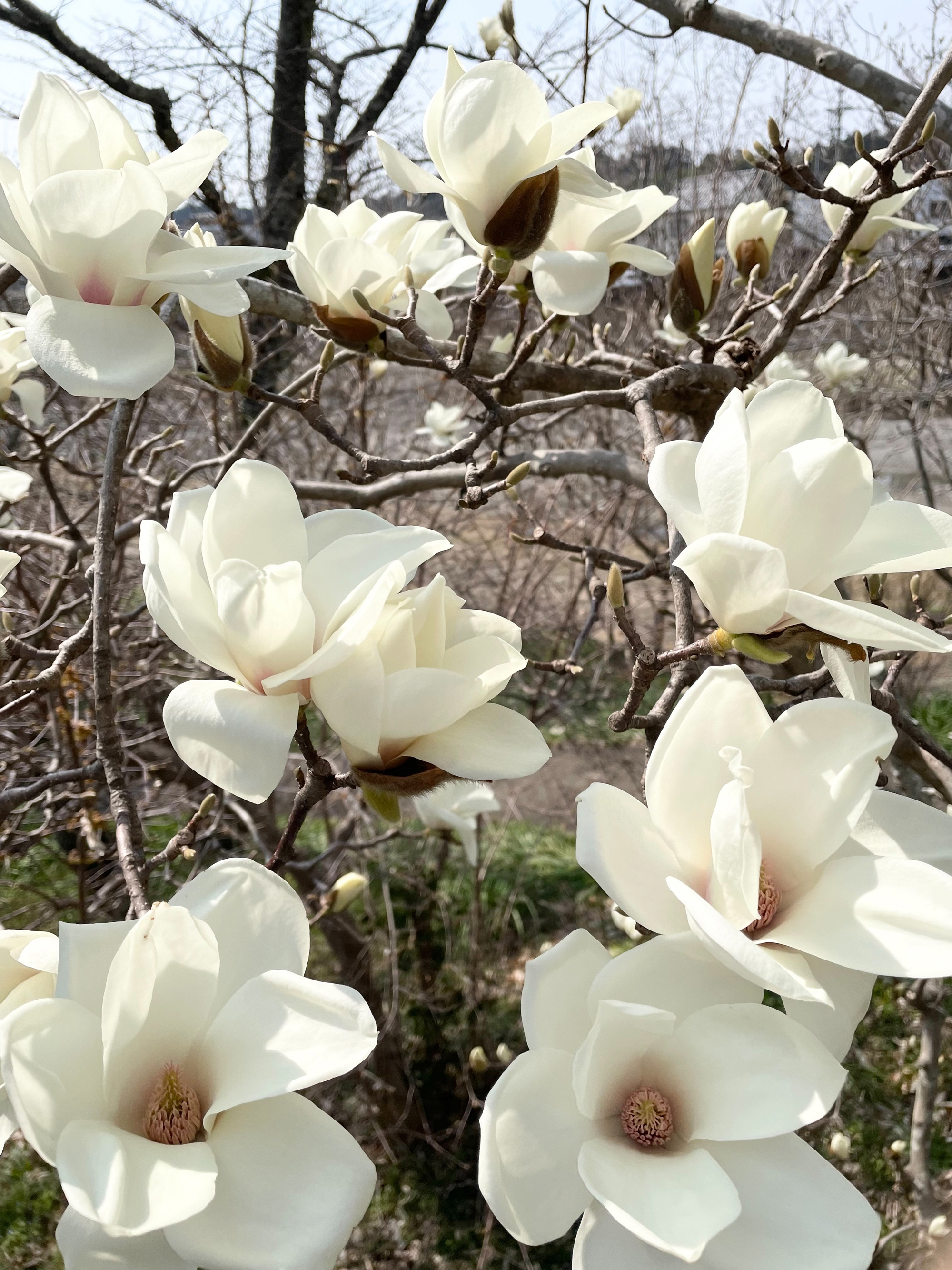 木蓮、花の香りを楽しむ】桜や梅のような主役感はありませんが、凛と