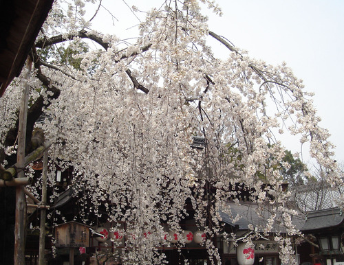 平野神社_魁桜