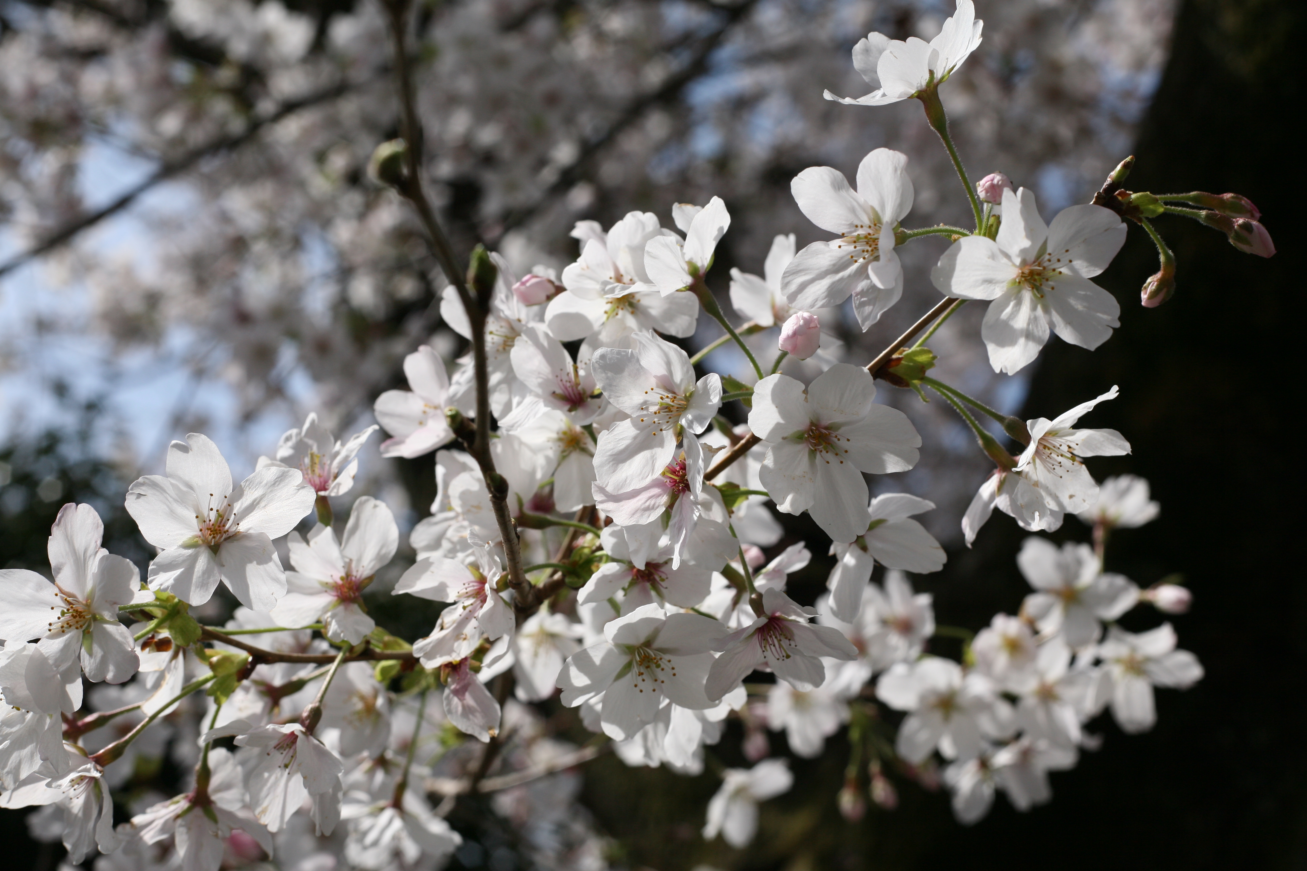 此 櫻 彼 桜 二九年華紅顏子 一雙秋水鎖春山 打一漢字 謎底 櫻 也 職人 Com網誌 此 櫻 彼 桜 二九年華紅顏子 一雙秋水鎖春山 打一漢字 謎底 櫻 也 職人 Com網誌