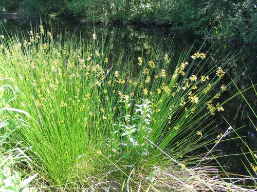 Juncus_effuses