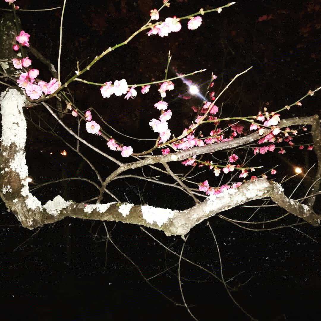 北野天滿宮 梅花香自苦寒來 二月梅苑始盛開 職人 Com網誌