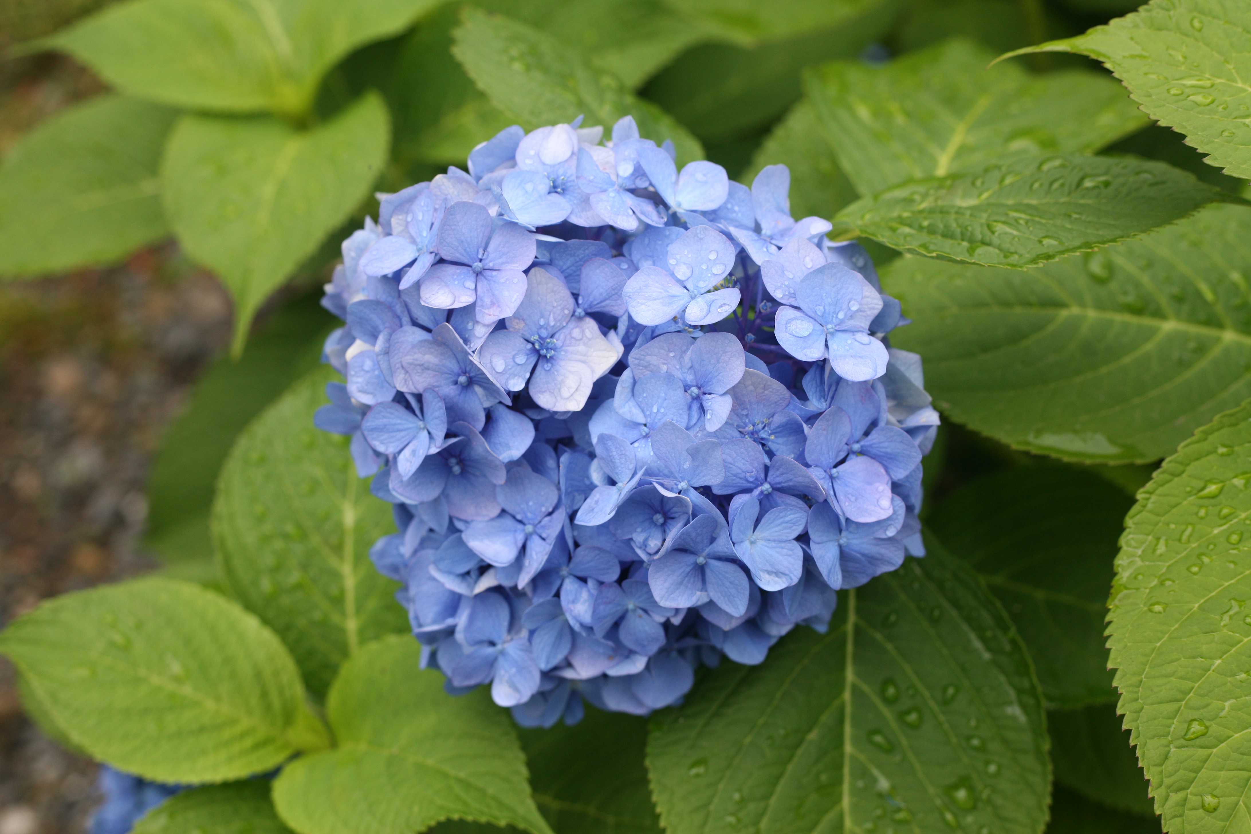 梅雨季的6月是水無月 6月中旬 京都開始斷斷續續的下雨 正式進入了梅雨季 6月相比其他月份 降水量偏多 在日本卻被稱作 水無月 職人 Com網誌 梅雨季的6月是水無月 6月中旬 京都開始斷斷續續的下雨 正式進入了梅雨季 6月相比其他月份 降水量偏多 在日本卻被稱作 水無月 職人 Com網誌