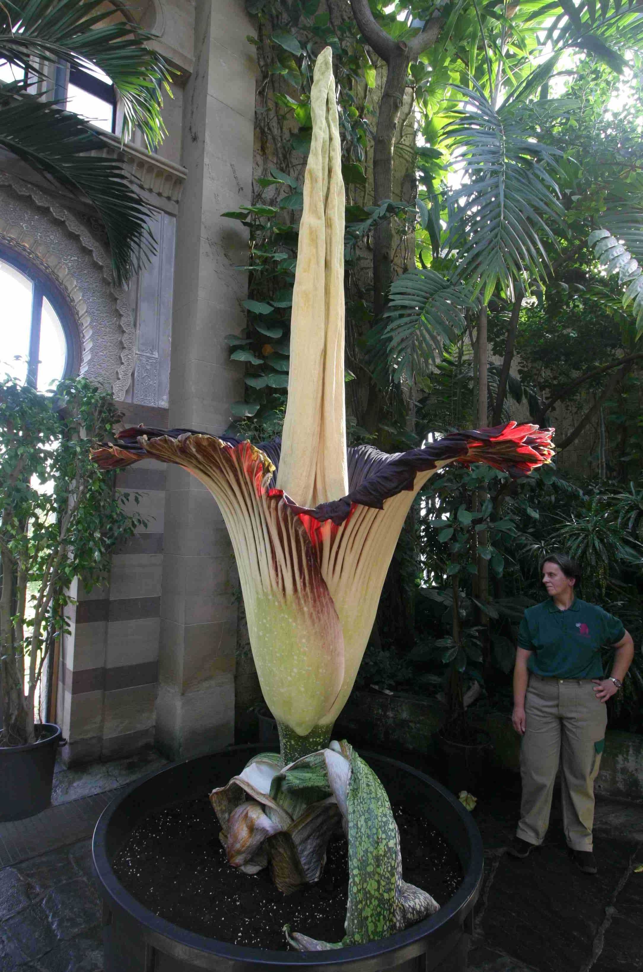 巨魔芋 Amorphophallus Titanum 是目前世界上已知的最大的花 于1878年 在印度尼西亚的热带雨林里被植物学家发现 职人 Com博客