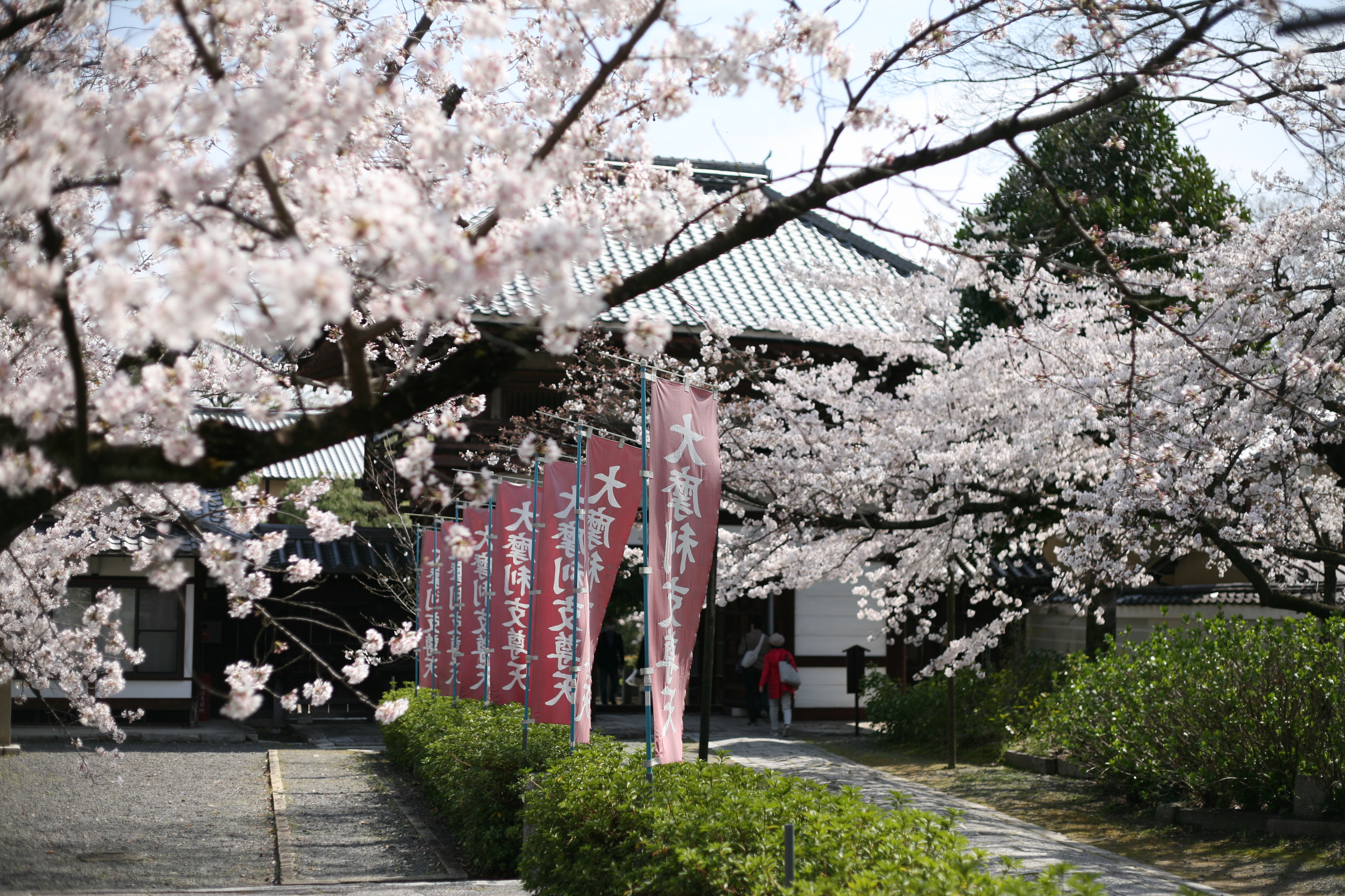 此 櫻 彼 桜 二九年華紅顏子 一雙秋水鎖春山 打一漢字 謎底 櫻 也 職人 Com網誌 此 櫻 彼 桜 二九年華紅顏子 一雙秋水鎖春山 打一漢字 謎底 櫻 也 職人 Com網誌