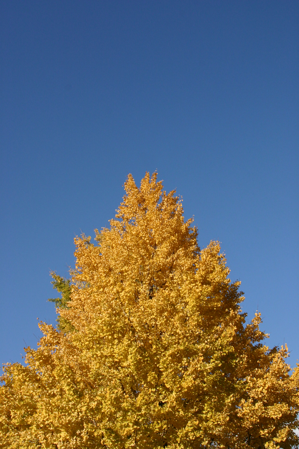 锦秋 红叶狩 红叶狩 则是平安贵族远足至嵯峨野 嵐山等山林深处 访寻丹枫 折摘赏玩的雅趣游行 职人 Com博客