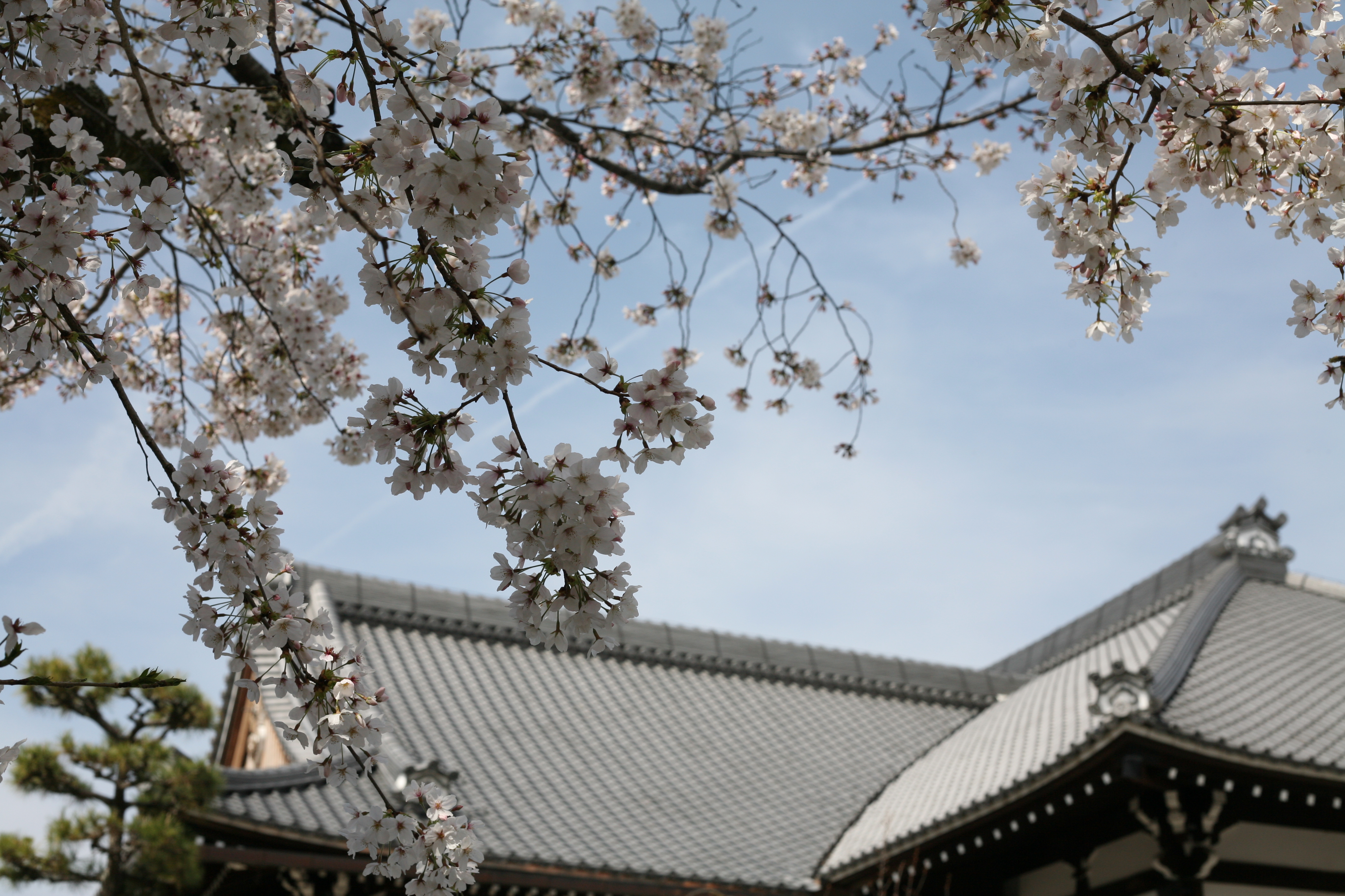 此 櫻 彼 桜 二九年華紅顏子 一雙秋水鎖春山 打一漢字 謎底 櫻 也 職人 Com網誌 此 櫻 彼 桜 二九年華紅顏子 一雙秋水鎖春山 打一漢字 謎底 櫻 也 職人 Com網誌