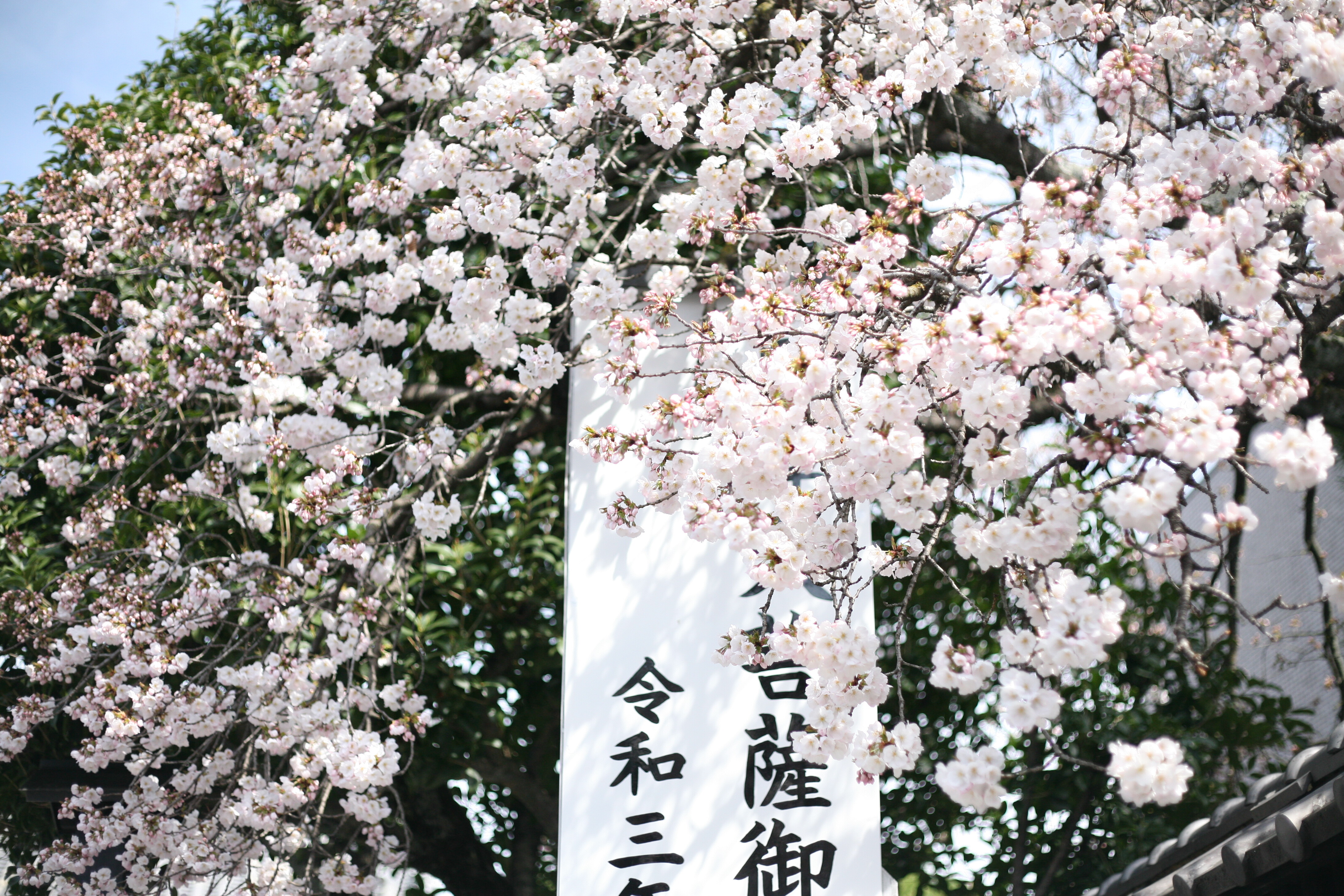 此 櫻 彼 桜 二九年華紅顏子 一雙秋水鎖春山 打一漢字 謎底 櫻 也 職人 Com網誌 此 櫻 彼 桜 二九年華紅顏子 一雙秋水鎖春山 打一漢字 謎底 櫻 也 職人 Com網誌
