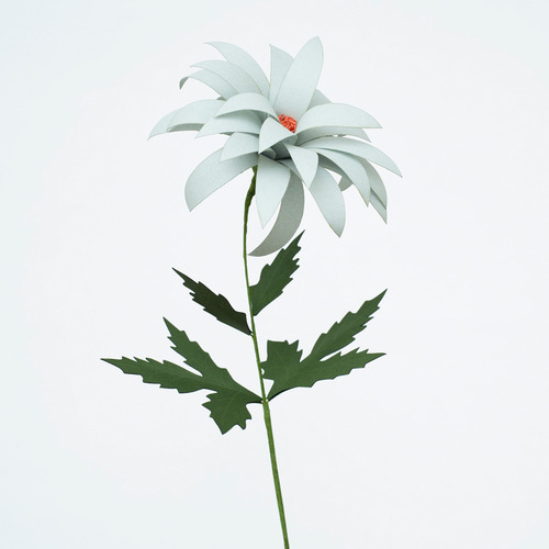 Dahlia