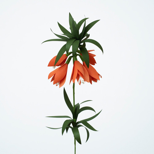 Fritillaria2