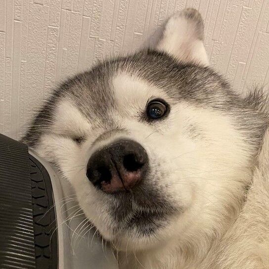 ブヒブヒ文太 食パンの窓