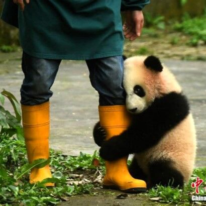 パンダ