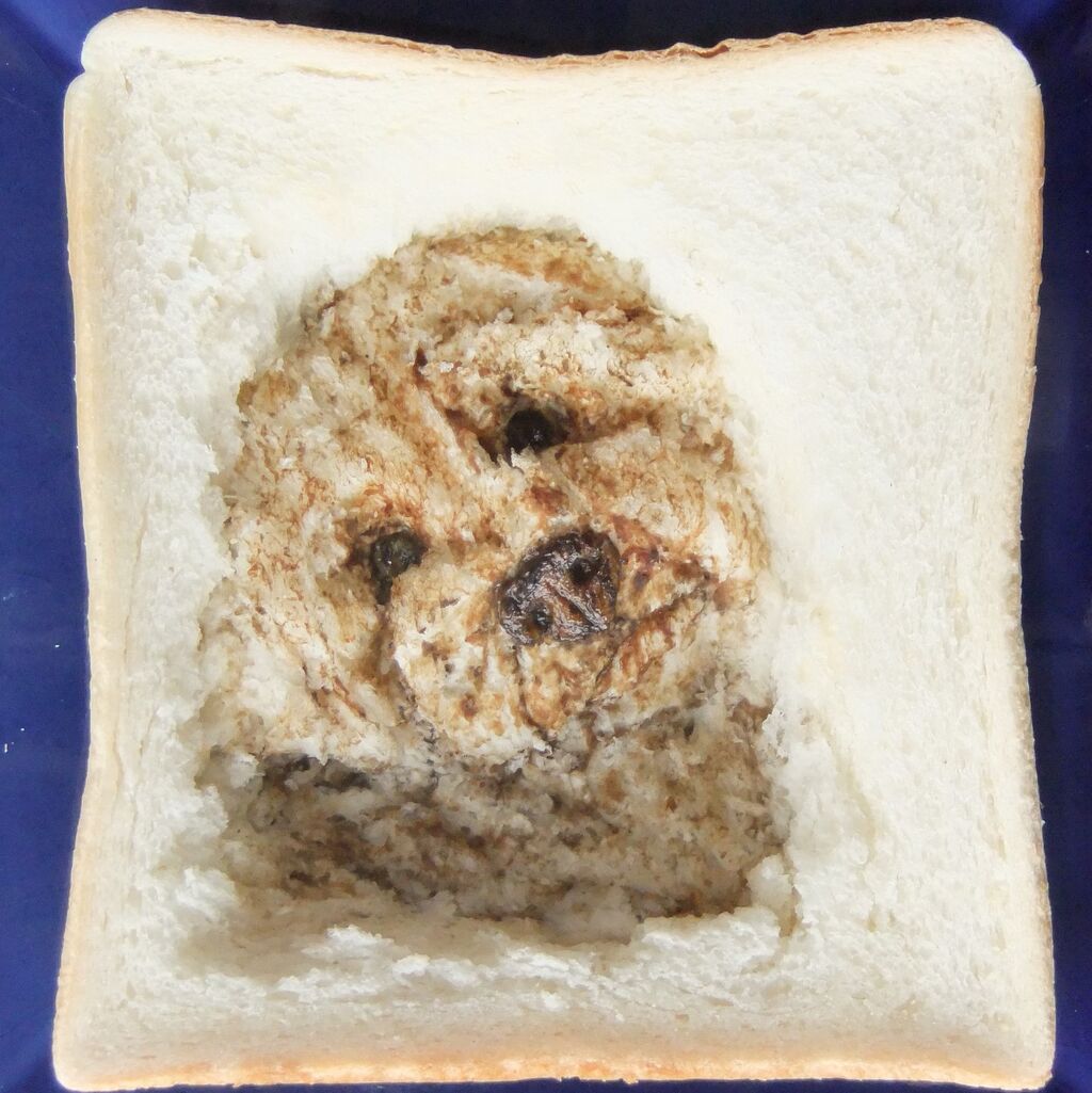コン トイプードル 食パンの窓
