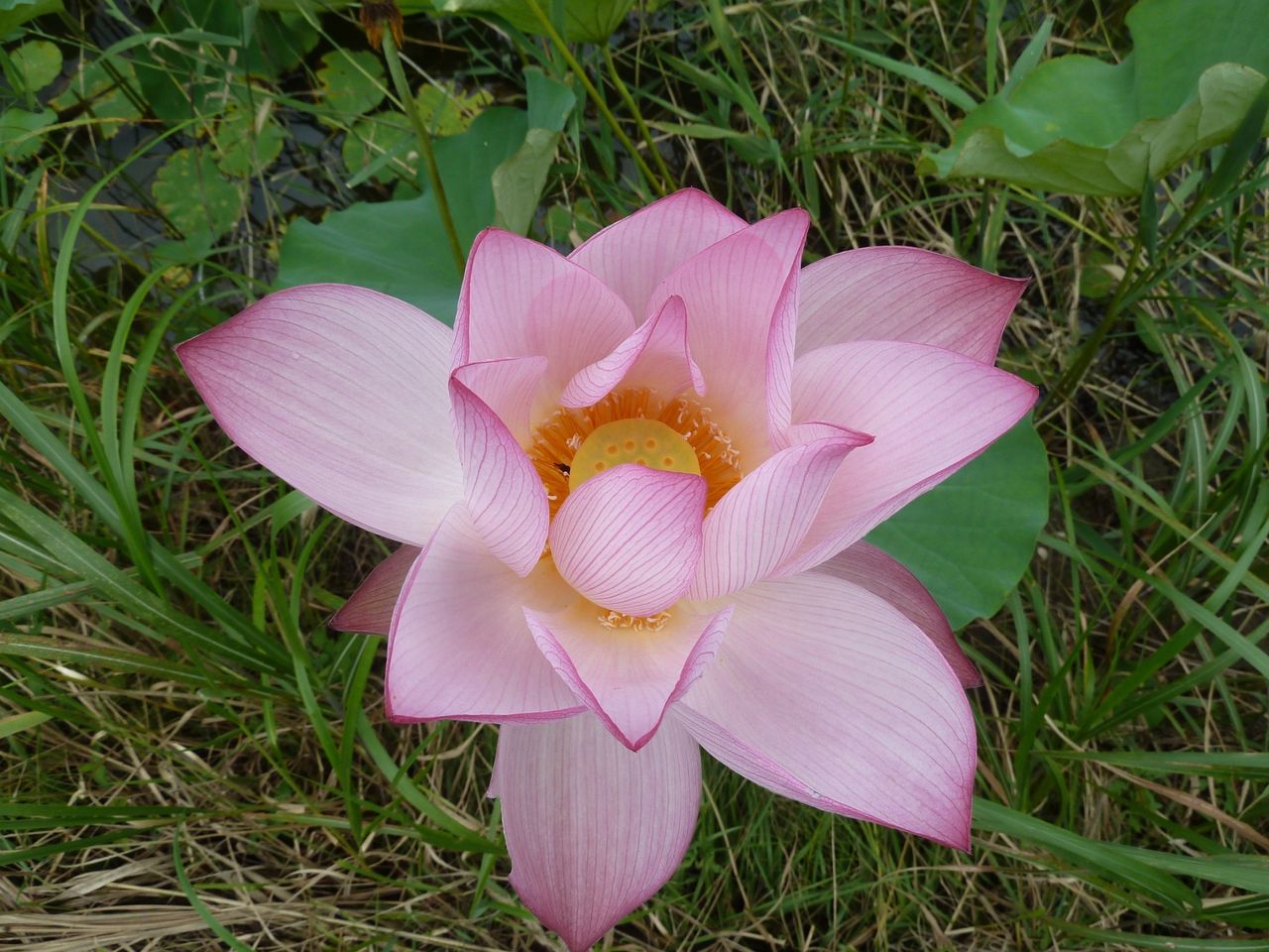 蓮の大輪を仰ぐ 道の駅 駅長のぶつぶつモノローグ ミチノエキは未知の駅