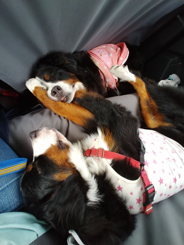 ブサイク 食欲魔犬