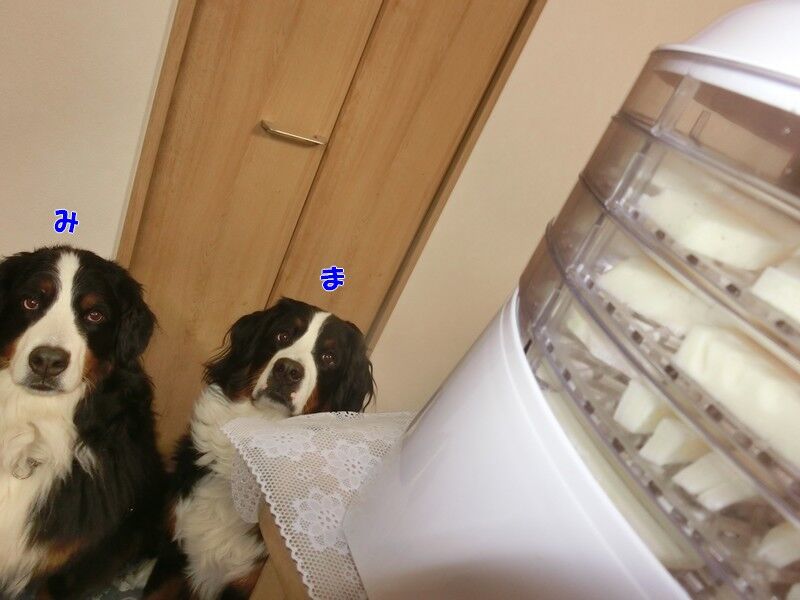 干しタケノコ 食欲魔犬