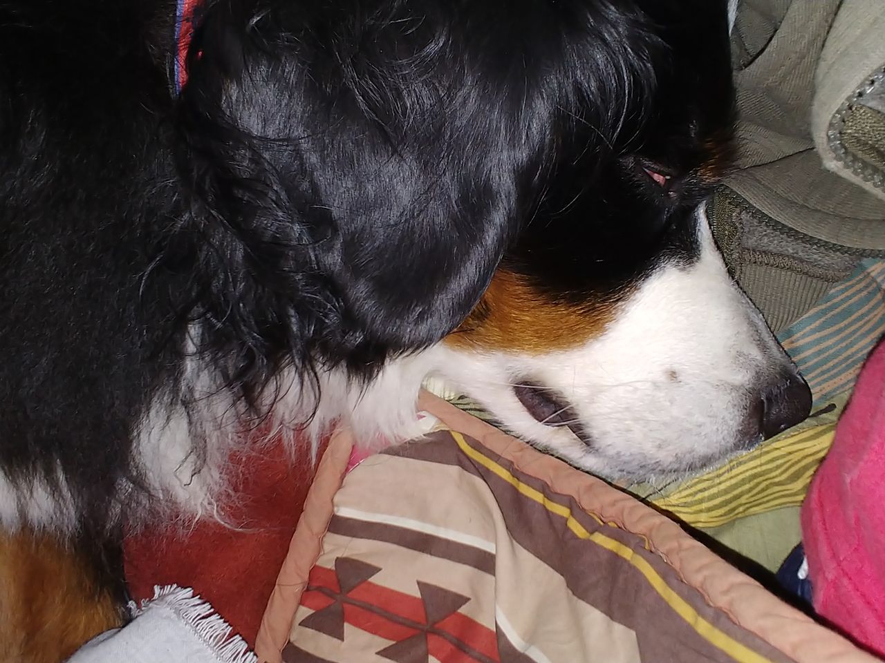 寝顔 食欲魔犬