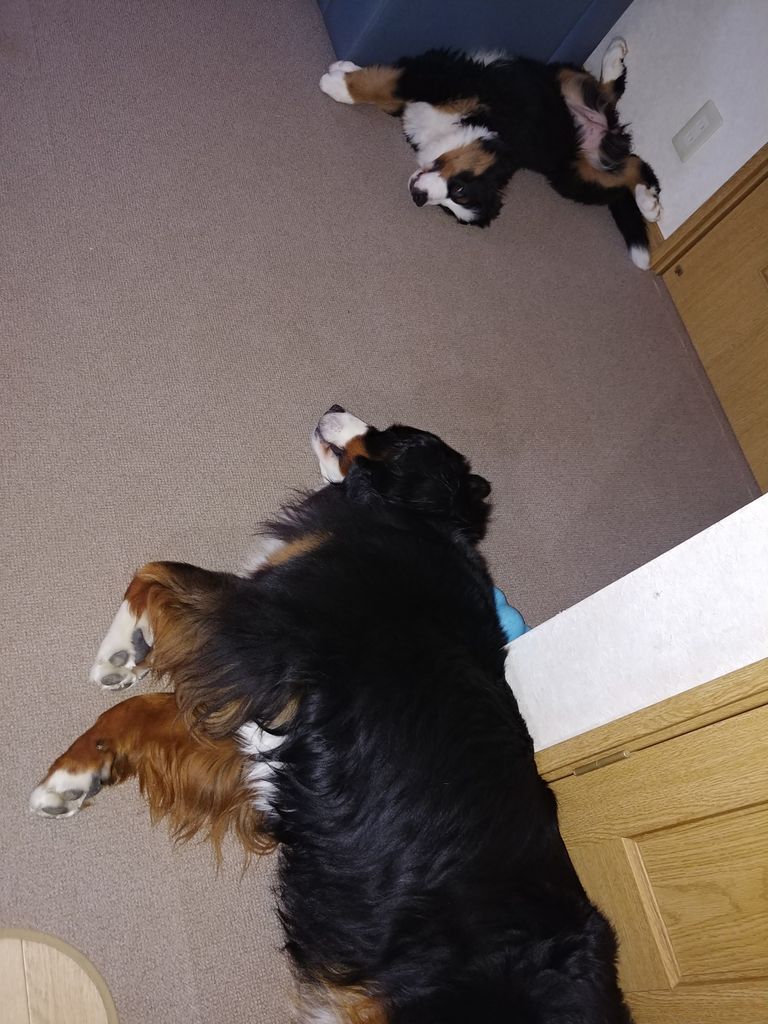 食欲魔犬 軟体動物 食欲魔犬 軟体動物