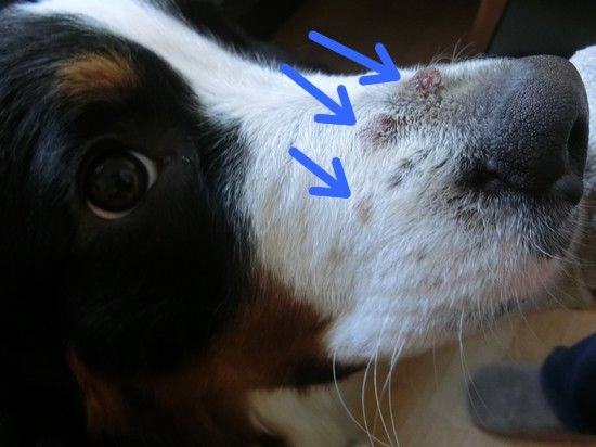でこぼこちゃん 食欲魔犬 でこぼこちゃん 食欲魔犬
