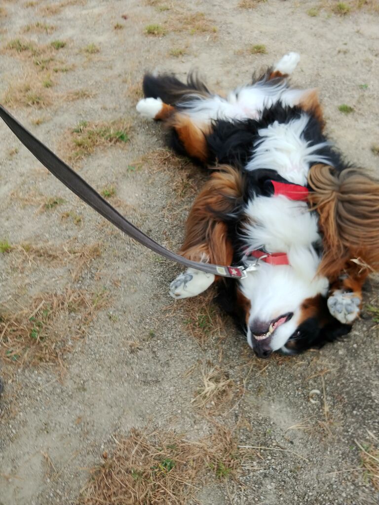ごろんごろん 食欲魔犬 ごろんごろん 食欲魔犬