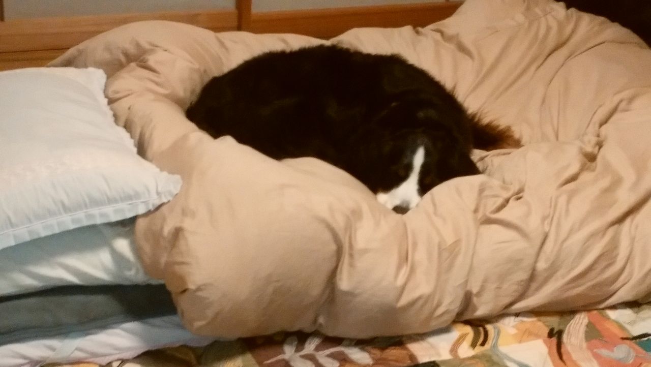 ふかふか好き 食欲魔犬 ふかふか好き 食欲魔犬