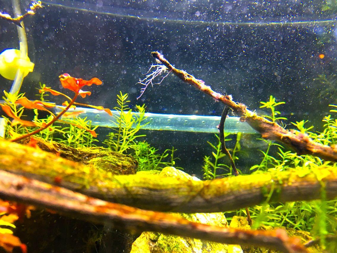サンゴ状苔にもアクアセイフ アクアリウム 肩はば