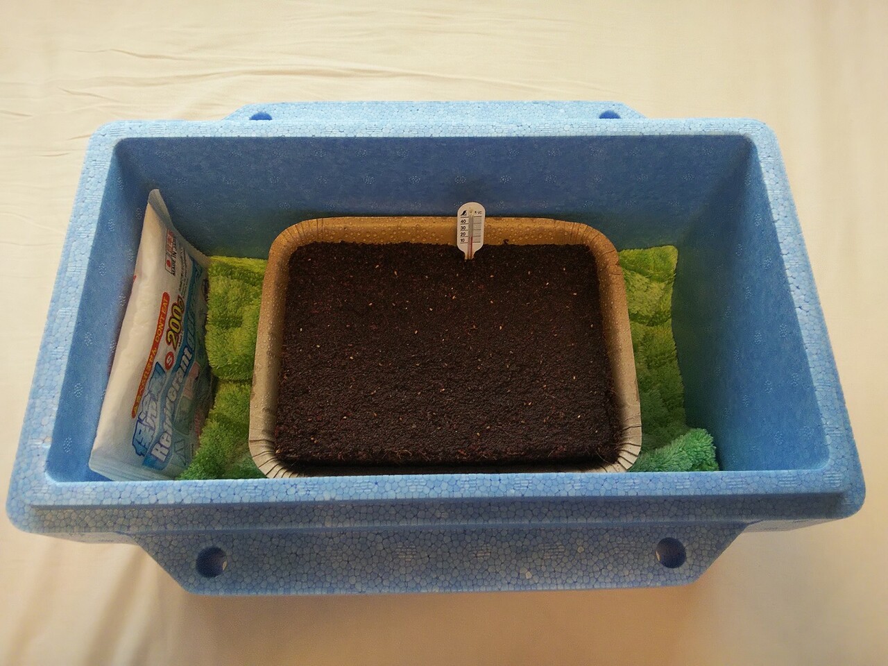 パンジー発芽 庶民のゴルフ