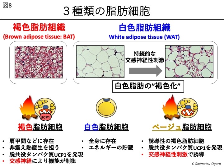 褐色脂肪細胞を増やす方法 庶民のゴルフ 褐色脂肪細胞を増やす方法 庶民のゴルフ