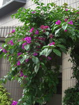 2781997a.jpg
