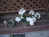34117d4d.JPG