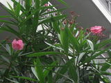 9560aa03.jpg