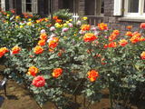 de4b063b.jpg
