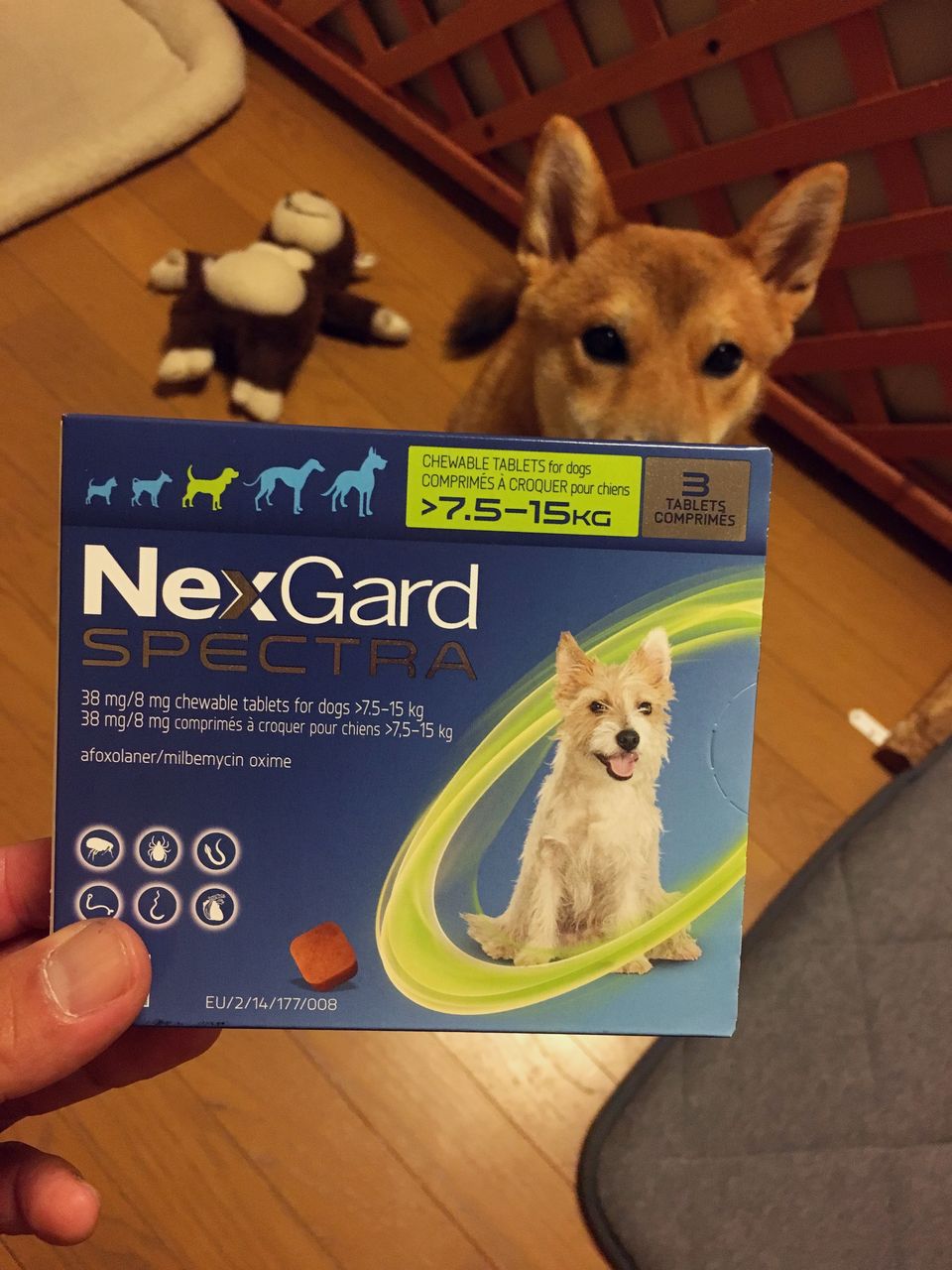 柴犬タロウのノミ ダニ フィラリア対策 湘南柴犬タロウの記録 柴犬タロウのノミ ダニ フィラリア対策 湘南柴犬タロウの記録
