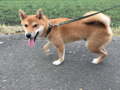 柴犬タロウ お散歩gifアニメ 湘南柴犬タロウの記録 柴犬タロウ お散歩gifアニメ 湘南柴犬タロウの記録