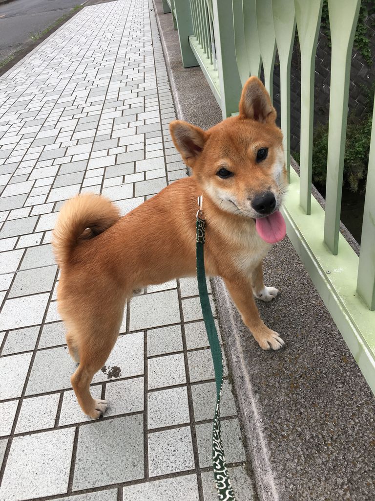 柴犬タロウ 初ぶどう 湘南柴犬タロウの記録