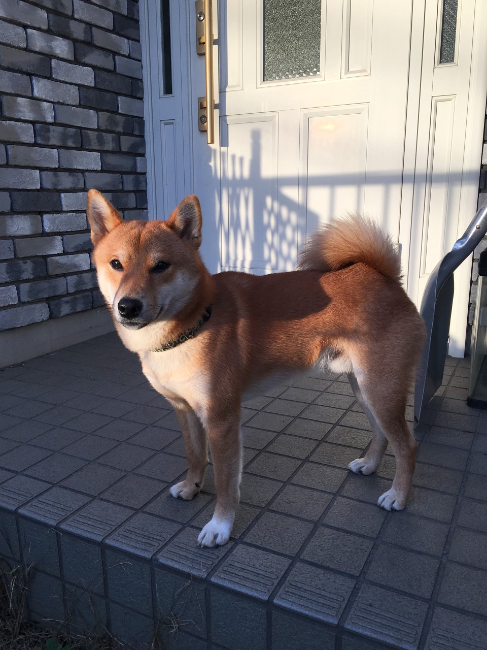 柴犬タロウ 赤が濃い 湘南柴犬タロウの記録 柴犬タロウ 赤が濃い 湘南柴犬タロウの記録