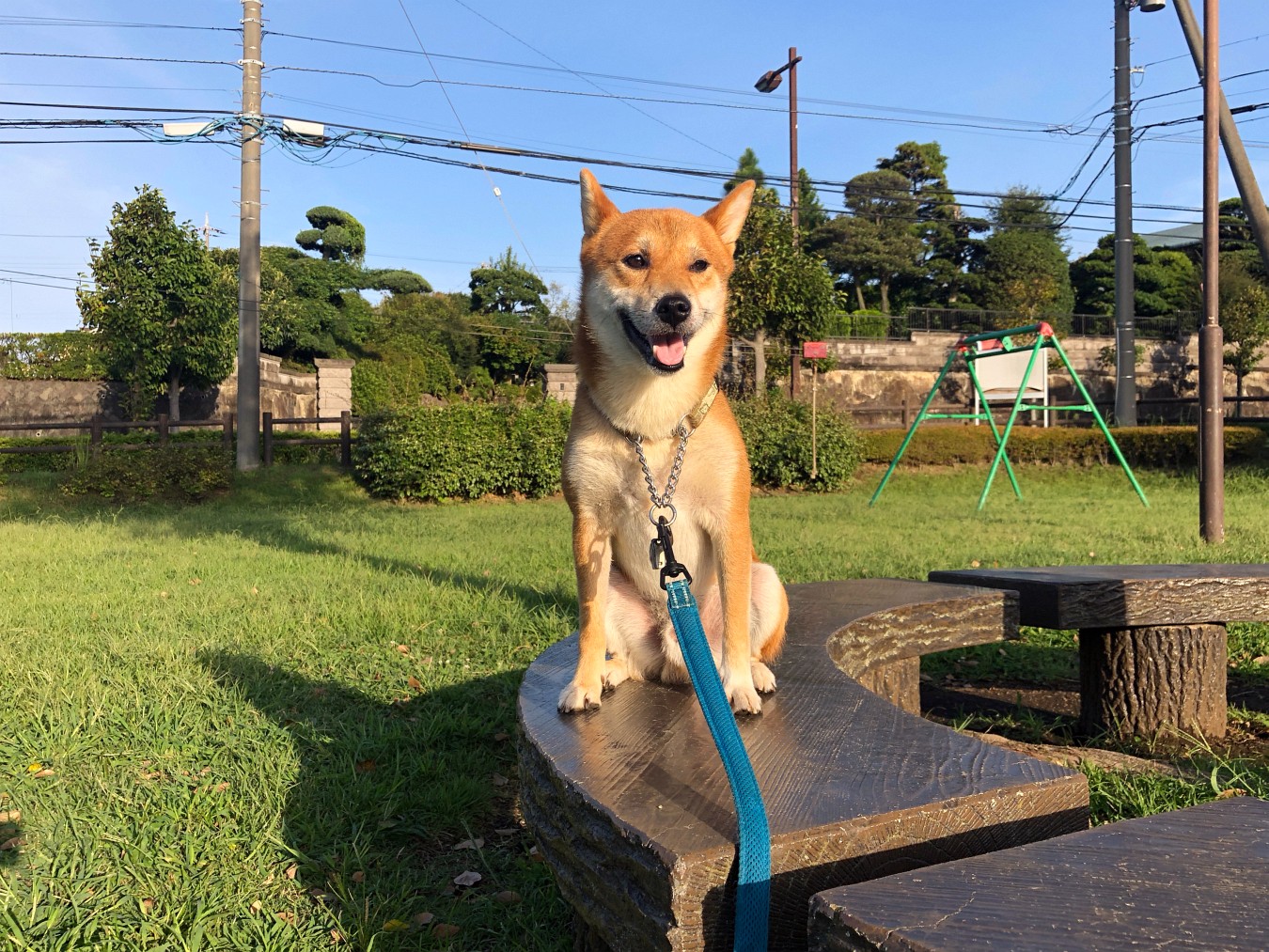 柴犬タロウ お稲荷さんでキツネ顔対決 湘南柴犬タロウの記録 柴犬タロウ お稲荷さんでキツネ顔対決 湘南柴犬タロウの記録