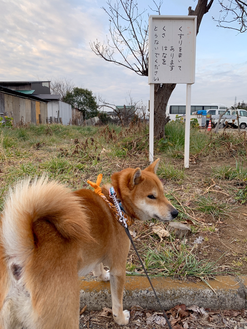 柴犬タロウ 田圃を走る 今朝の臭いコレクション 湘南柴犬タロウ