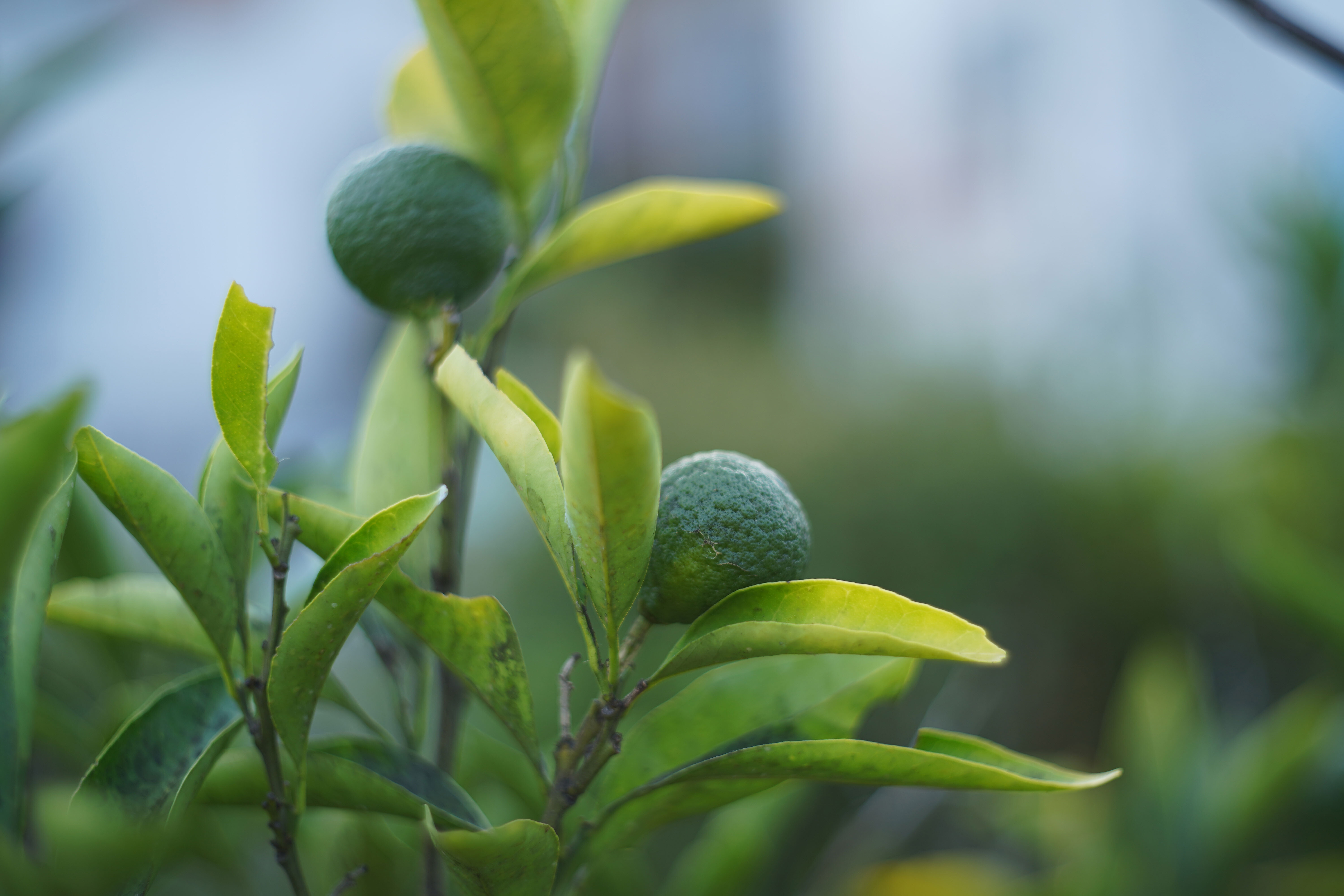もう一つのトプコール58mm～RE. Auto-Topcor 5.8cm F1.8～ : 風雲
