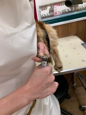 ���奷�季