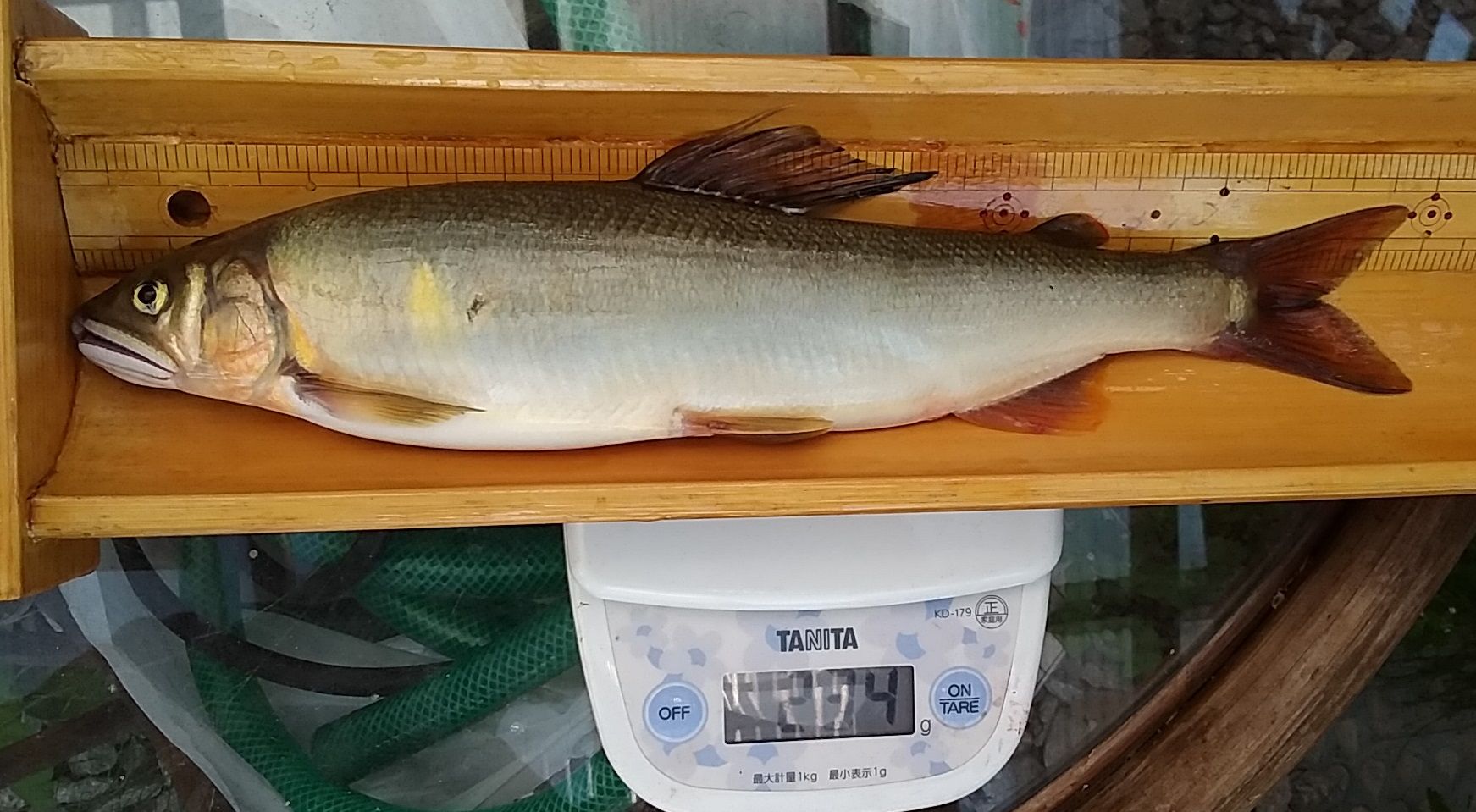 釣り具のしず業務連絡ブログ